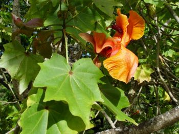 Kokia kauaiensis   - Leaves and flower