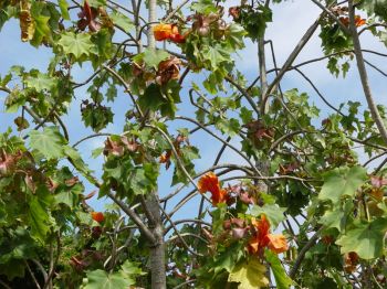 Kokia kauaiensis   - Branches with flowers