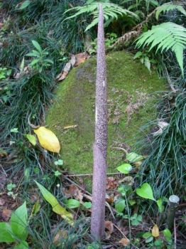 Amorphophallus lambii   - New leaf emerging from ground