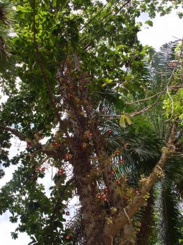Couroupita guianensis   - Flowering habit on tree trunk