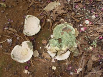 Couroupita guianensis   - Broken fruit shell revealing separated inner casing containing seeds