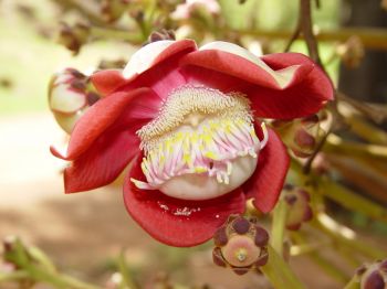 Couroupita guianensis   - Flower detail