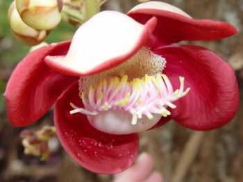 Couroupita guianensis   - Flower detail