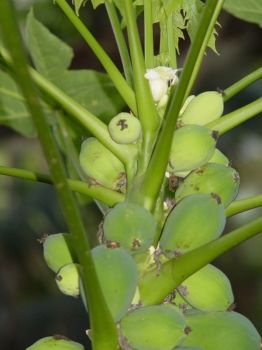 Carica papaya   - Female flowers and young fruits