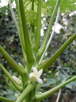 Carica papaya   - Female flower and buds