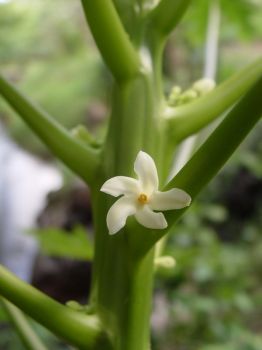 Carica papaya   - Mature hermaphroditic flower