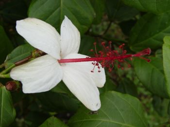 Hibiscus waimeae subsp. hannerae  - Flower detail