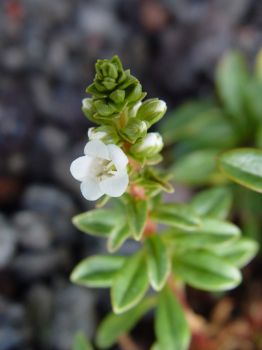 Lysimachia mauritiana   - Stem with buds and flowers