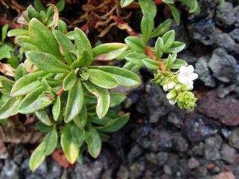 Lysimachia mauritiana   - Habit