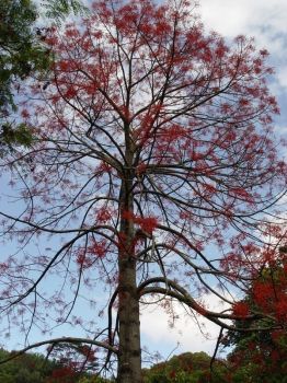 Brachychiton acerifolius   - Habit, tree in flower