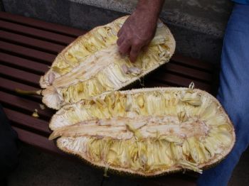 Artocarpus heterophyllus   - Split fruit revealing seeds