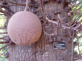 Couroupita guianensis   - Fruit