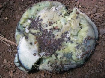 Couroupita guianensis   - Inner fruit mass 