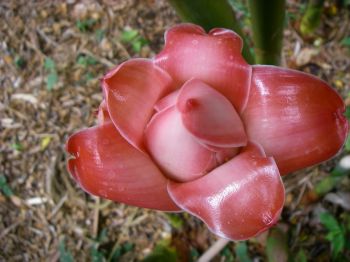 Etlingera elatior   - Inflorescence opening detail