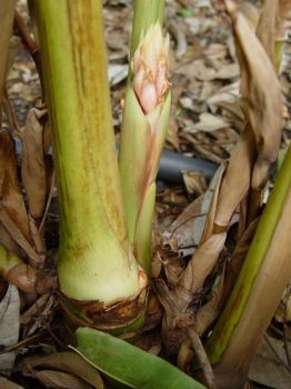 Renealmia alpina   - Bract emerging near plant base
