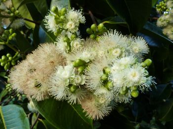 Syzygium samarangense   - Flower