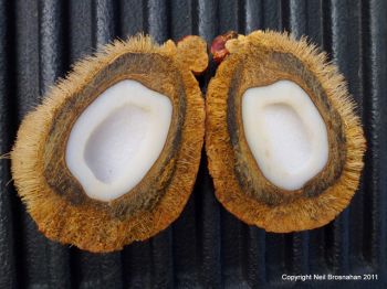 Hyphaene thebaica   - Fruit cut in half
