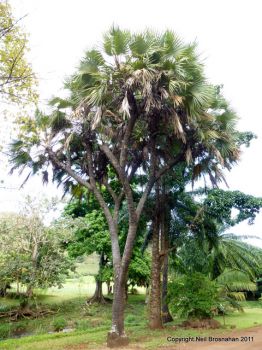 Hyphaene thebaica   - Habit
