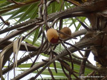 Hyphaene thebaica   - Inflorescence with 2 fruits