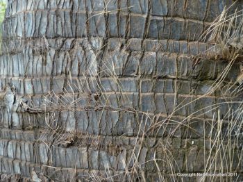Hyphaene thebaica   - Trunk showing leaf scars