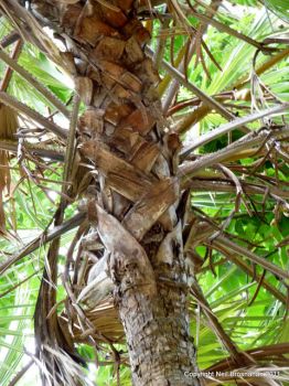 Hyphaene thebaica   - Trunk showing leaf bases and inflorescences