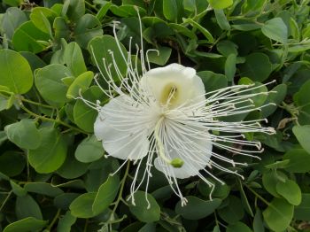 Capparis sandwichiana   - 
