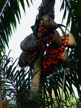 Bactris gasipaes   - Ripe fruit