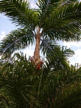Bactris gasipaes   - Habit