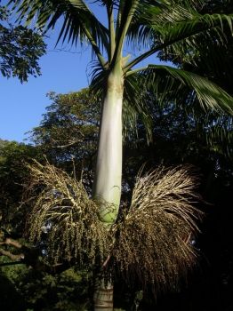 Clinostigma savoryanum   - Inflorescence 