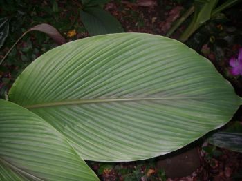 Curcuma zedoaria   - Leaf detail