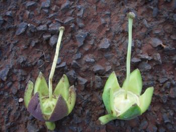 Duabanga grandiflora   - Fruit pod after flower