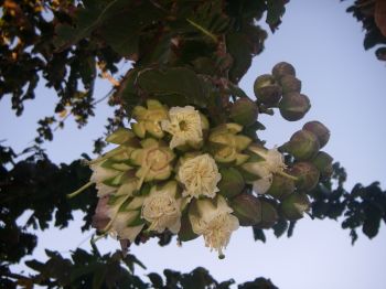 Duabanga grandiflora   - Flower buds opening and full flowering
