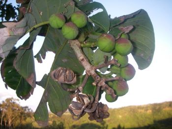 Duabanga grandiflora   - Flower buds and previous year's dry casings