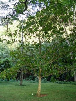 Genipa americana   - Maturing tree detail