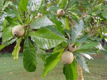 Genipa americana   - Fruit detail