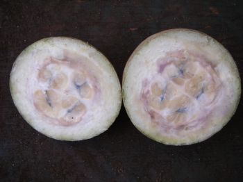 Genipa americana   - Fruit dissected