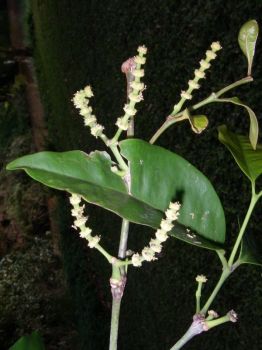 Gnetum gnemon   - Flower and fruit habit