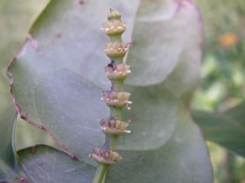 Gnetum gnemon   - Stalk with tiny flowers and immature fruit