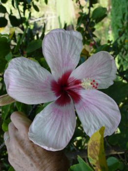 Hibiscus genevii   - Flower detail