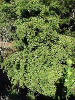 Manilkara zapota   - Tree habit as viewed from above