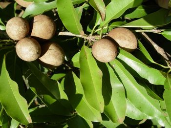 Manilkara zapota   - Leaf detail with fruit