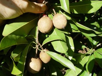 Manilkara zapota   - Fruit size comparison