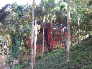 Mucuna novo-guineensis   - Distance visual of vine habit