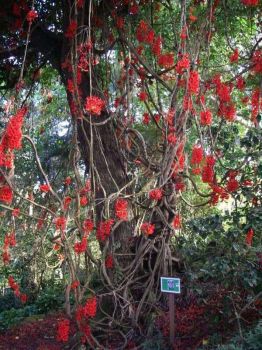 Mucuna novo-guineensis   - Vine habit