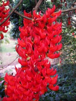 Mucuna novo-guineensis   - Large flower cluster detail