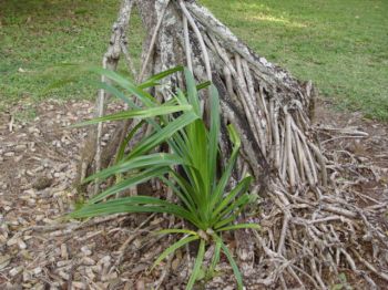 Pandanus tectorius   - Young seedling appears at base of aerial roots