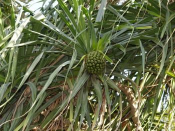Pandanus tectorius   - Fruit behavior