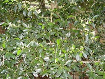 Psydrax odorata   - Habit