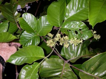 Sandoricum koetjape   - Pinnate leaf habit