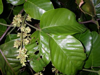 Sandoricum koetjape   - Stem and leaf detail